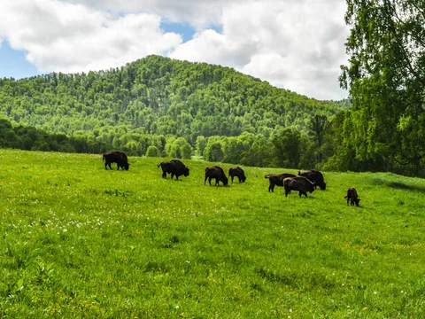 Дары Алтая
