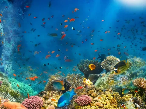 День в Красном море на индивидуальной яхте