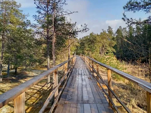 Ижорские берега и Кургальский заказник — из Санкт-Петербурга