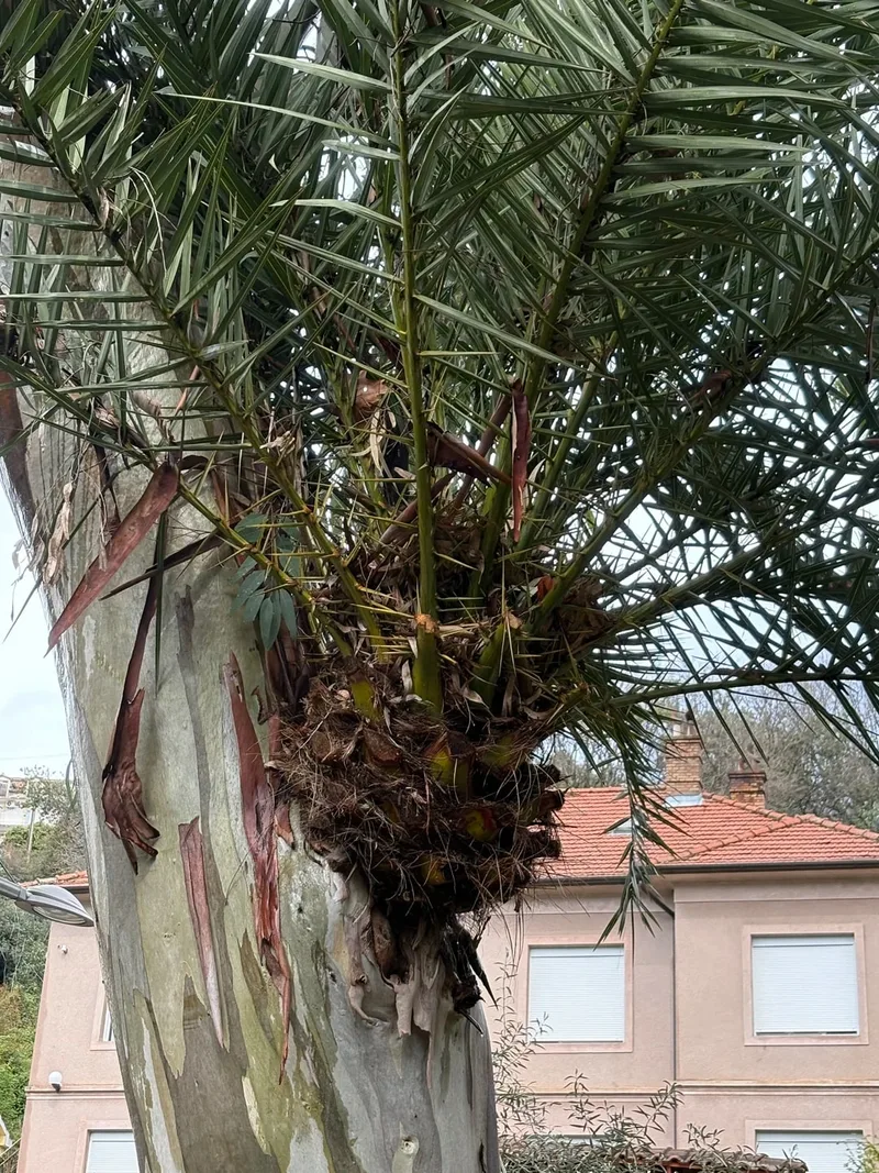 Элла