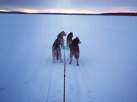 Зимний Бакуриани - катание на нартах и упряжках хаски