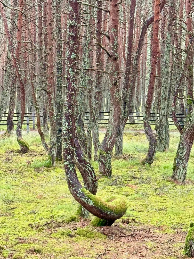 Мария