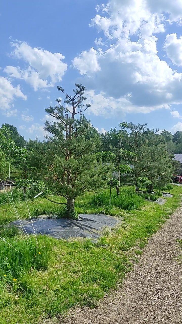 Сосны ниваки в питомнике Ниваки