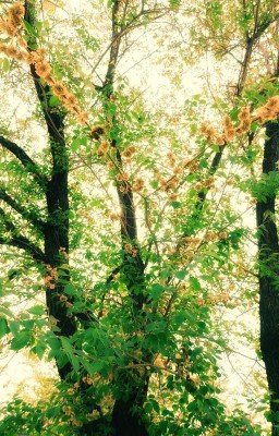 Мемуары,что стали рассказами.Летний ностальгический день и мечта детства.