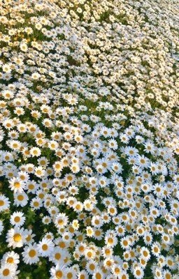Сердце из Ромашек\\Heart of Daisies