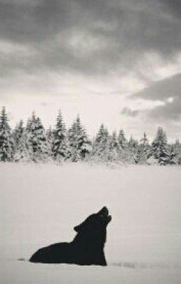 моя жизнь