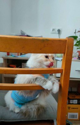 Лея