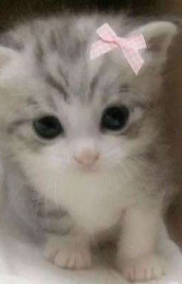 Жизнь Милого Котика)