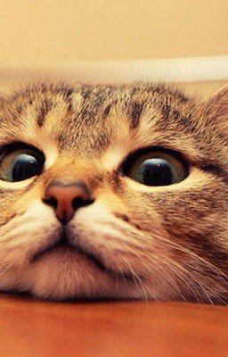 Котик