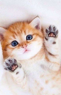 Котёнок 