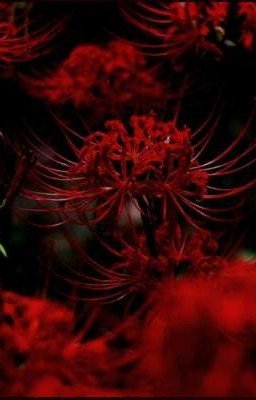Lycoris: The Blood Flower [MaleNinjago]