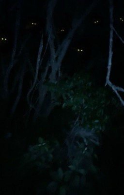 Strangers [Минсоны]