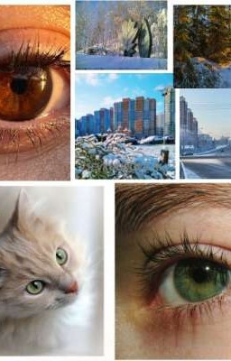 котёнок для Всеволожска