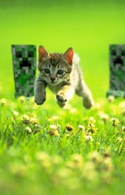 жизнь кота