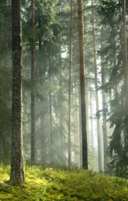 Граф