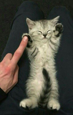 ВЕЛИКИЕ ПРИКЛЮЧЕНИЯ КОТА 228