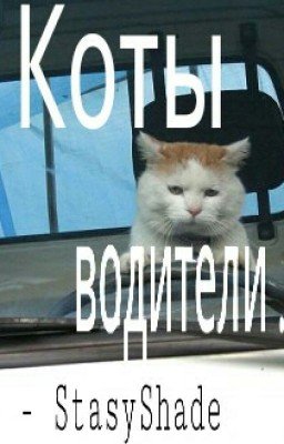 Коты Водители.
