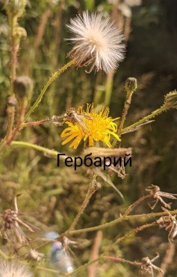 Гербарий