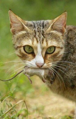 Коты-воители. Целитель. Перерождение. 