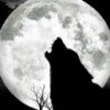 darly-wolfen