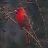 bird2066
