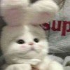 user67266070