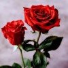 eliza-rose-id