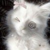 echonine
