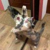 kittyyy-cat