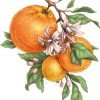 marucitrus
