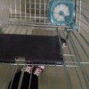 emilly-cartler