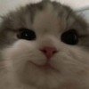 umka-qwq
