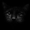 darkcat69