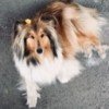 adelya-dog