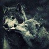 nastyawolf2001