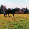 dina17122003