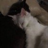 meowlilko