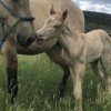 equestrian-my-name
