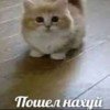 spvinsatti