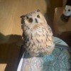 grayowl