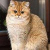 chat-de-mars