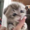 qweooqe