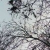 ingvarion