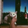 mironovaa