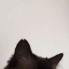 dracomgerg