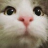 fluff-2