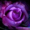 milagross3456