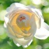 perle2114