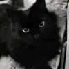 heritier-black