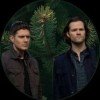 coniferous-pancake